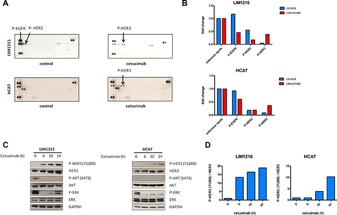 Feedback induction of HER3 phosphorylation after 24h EGFR inhibition with cetuximab.