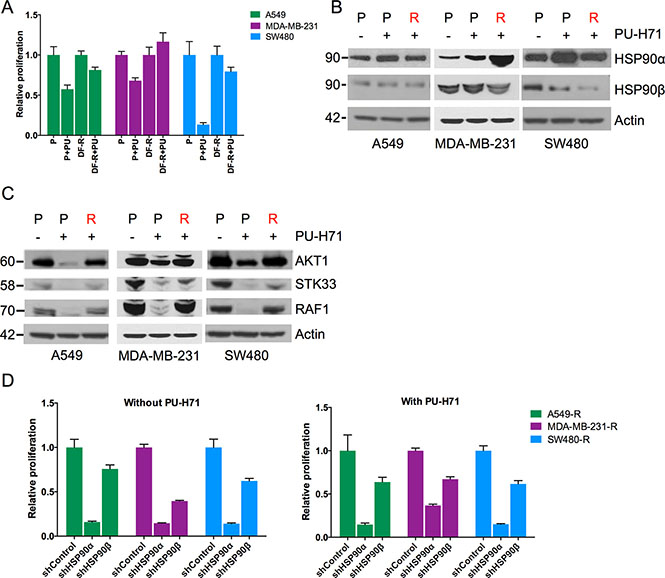 Regained HSP90 function in PU-H71-resistant cell lines.