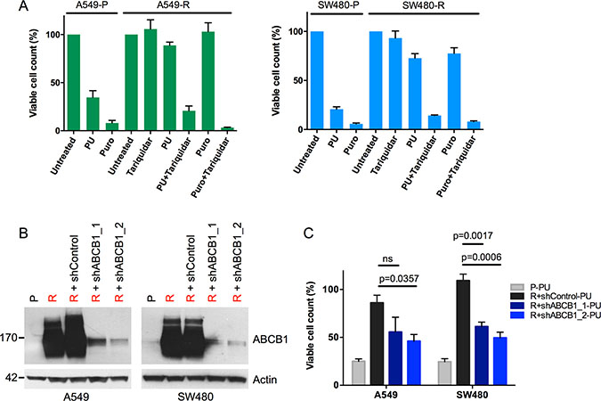 Reversal of PU-H71 resistance by MDR1 inhibition in A549-R and SW480-R cells.