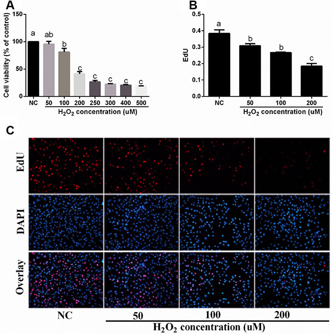 Effects of H2O2 on cell viability and proliferation in IPEC-J2 cells (n = 4 or 6).