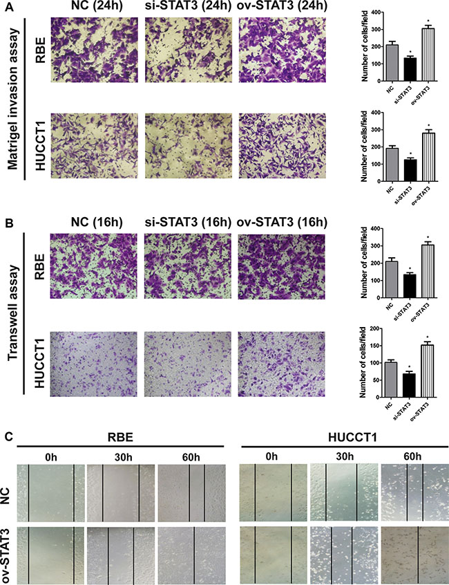 The overexpression of STAT3 enhances the metastatic potential of ICC cells.