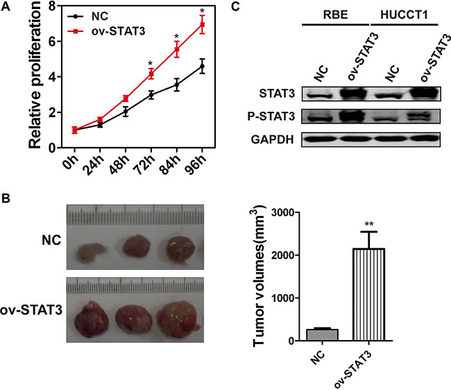 The overexpression of STAT3 enhances the proliferation potential of ICC cells.