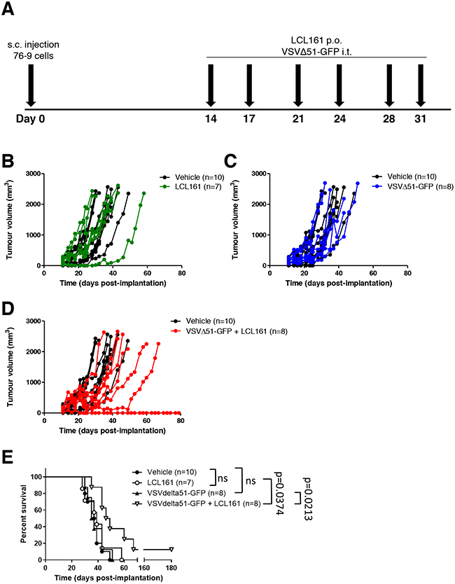 Combined therapy with LCL161 and VSV&#x0394;51-GFP inhibits tumour growth in 76-9 RMS syngeneic mice.