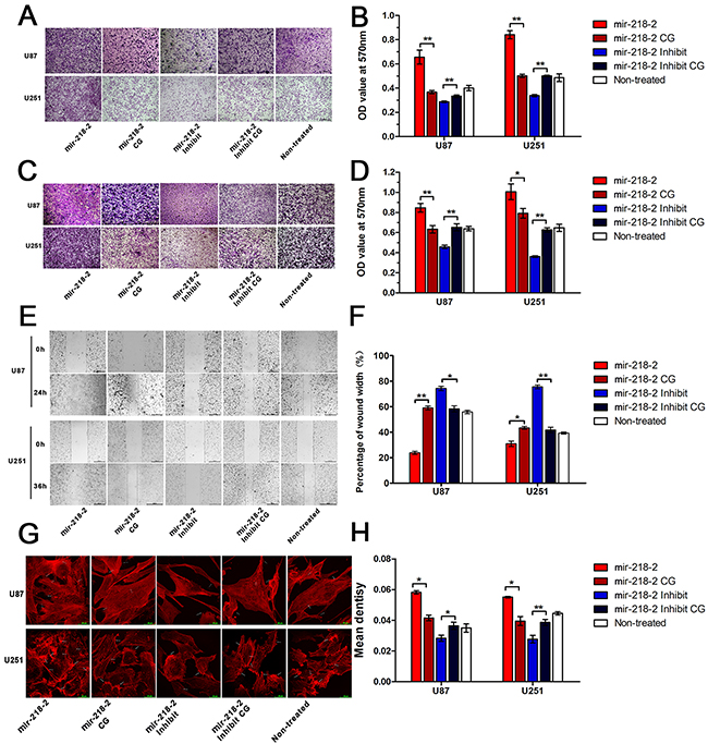 mir-218-2 induces glioma cell invasion, migration, and actin organization.