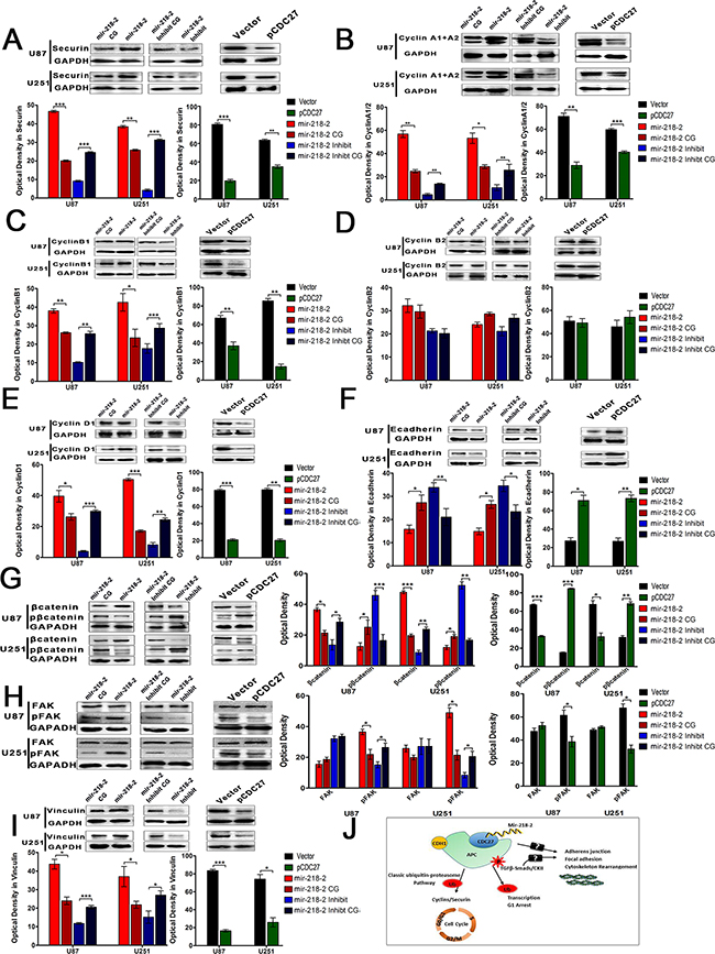 mir-218-2 promotes glioma progression through the CDC27/APC ubiquitin-proteosome pathway.