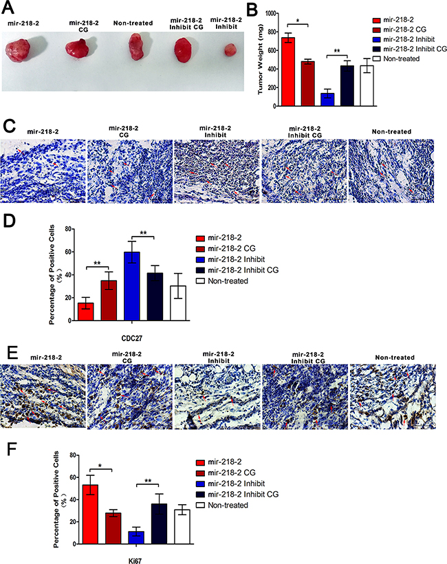 mir-218-2 accelerates glioma carcinogenesis in vivo.