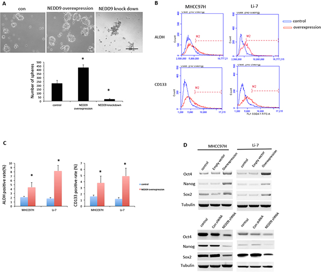 NEDD9 regulated cancer stem cell phenotype in hepatocellular carcinoma cells.