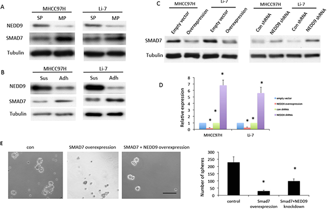 NEDD9 regulated cancer stem cell phenotype through Smad7 in hepatocellular carcinoma cells.