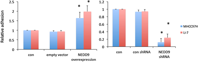 NEDD9 enhanced cell-to-extracellular matrix adhesion.