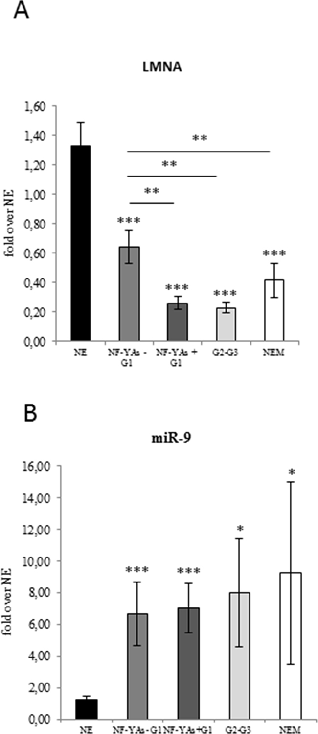 Evaluation of lamin A and mir-9 expression in ECs.