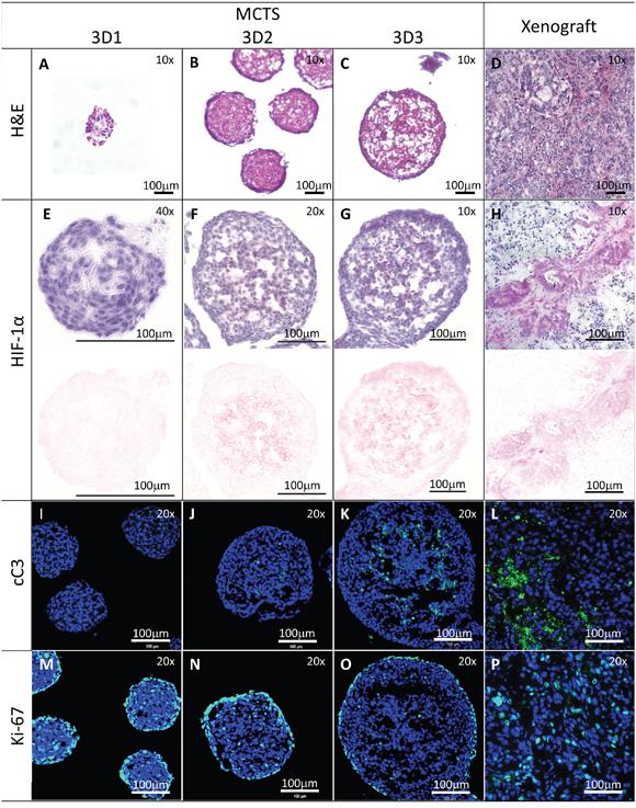 Histological characterization of MCTS of different sizes.
