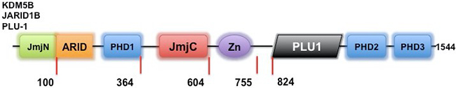 The structure of KDM5B.