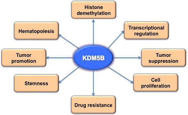The biological function of KDM5B.