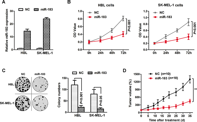miR-183 inhibited melanoma cell growth.