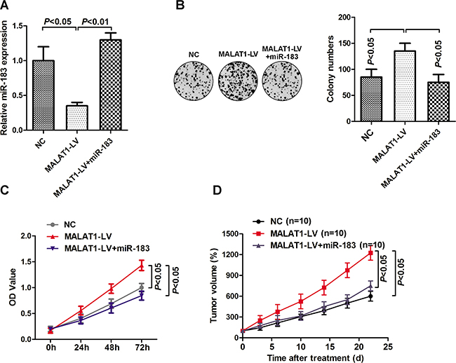 MALAT1 regulated tumor growth through miR-183.