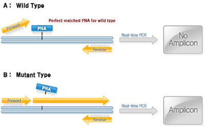 Analysis of KRAS gene Mutation: PNAClamp KRAS Mutation Detection Kit.