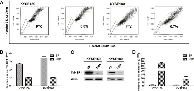 The expression of TM4SF1 and miR-141 in esophageal cancer stem-like cells.