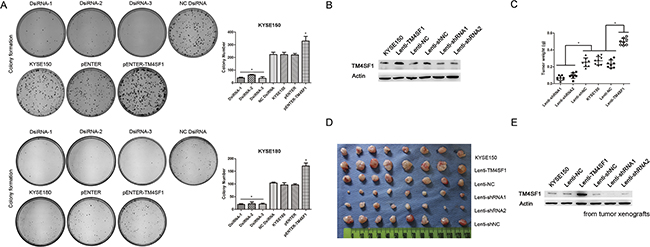 The effect of TM4SF1 expression on carcinogenicity.