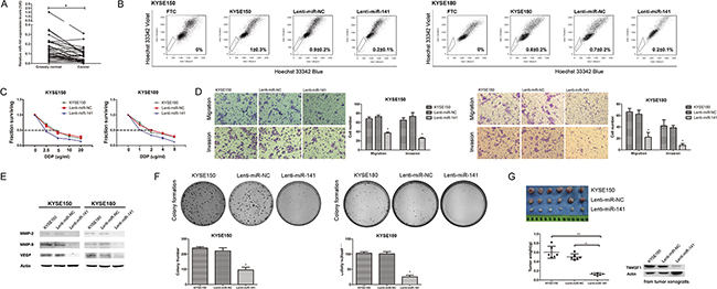 The effect of miR-141 overexpression on esophageal cancer stem-like cells.