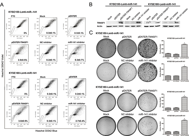 The effect of rescued TM4SF1 expression on esophageal cancer stem-like cells.