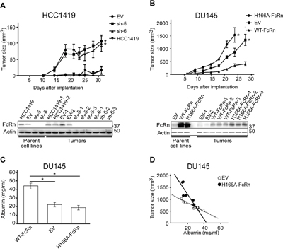 The expression level of FcRn controls the growth of tumor xenografts.
