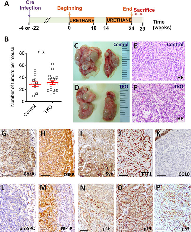 Urethane induces lung carcinogenesis in TKO mice.
