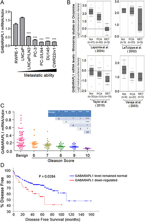 GABARAPL1 expression is inversely associated with invasiveness and metastatic in CaP cells and tissues.