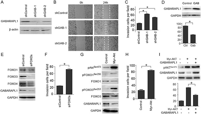 LNCaP cell invasion is promoted by Akt-mediated inactivation of FOXOs and the expression of FOXOs-induced gene GABARAPL1.