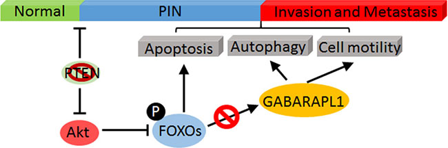 A schematic model of Akt-mediated negative regulation of FOXOs/GABARAPL1 in CaP progress and metastasis.