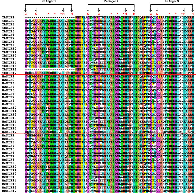 Amino acid residue alignment of KLF zinc finger domains in tree shrews, mice and humans.