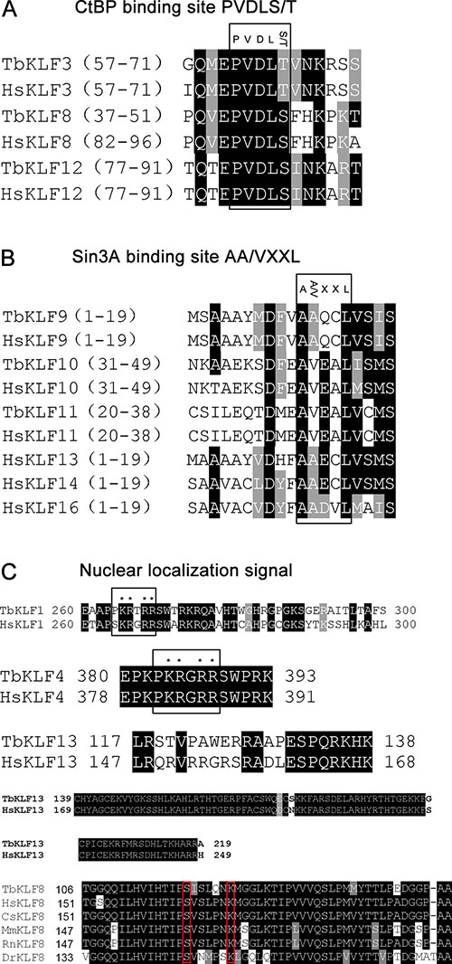 Sequence alignment of conserved CtBP binding motifs, Sin3A binding motifs, and nuclear localization signals in KLFs.