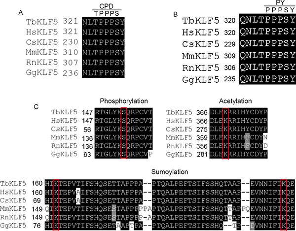 Post-translational modification sequences are conserved in tbKLF5.