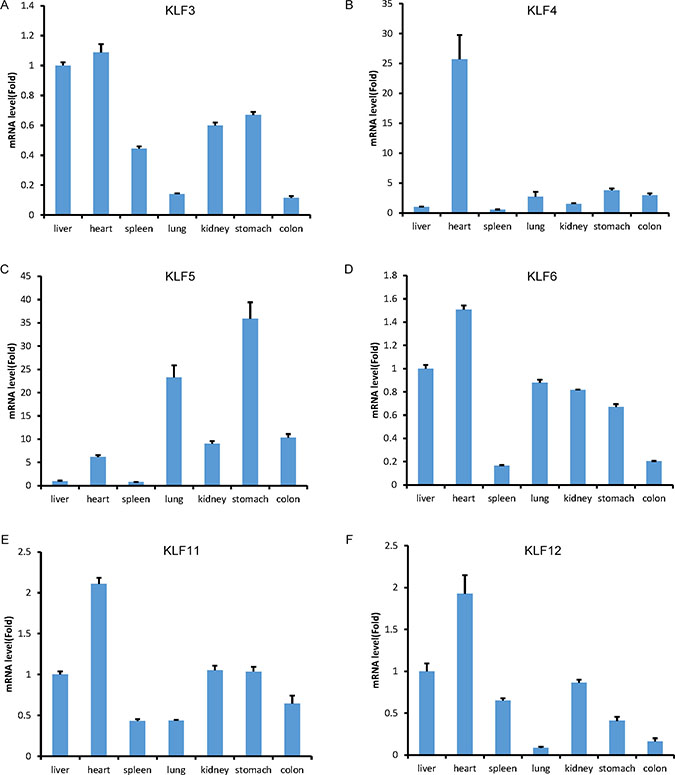 The mRNA expression levels of tree shrew KLF3, 4, 5, 6, 11 and 12 in the liver, heart, spleen, lung, kidney, stomach and colon tissues, as measured by RT-qPCR.