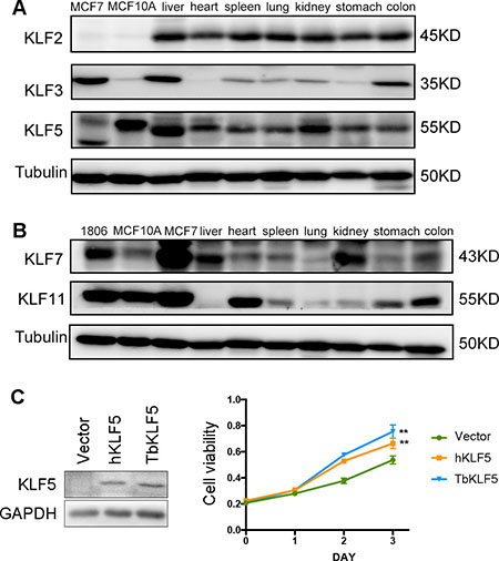 The protein expression levels of tree shrew KLF2, 3, 5, 7 and 11 in different tissues and tbKLF5 promotes cell proliferation like hKLF5.