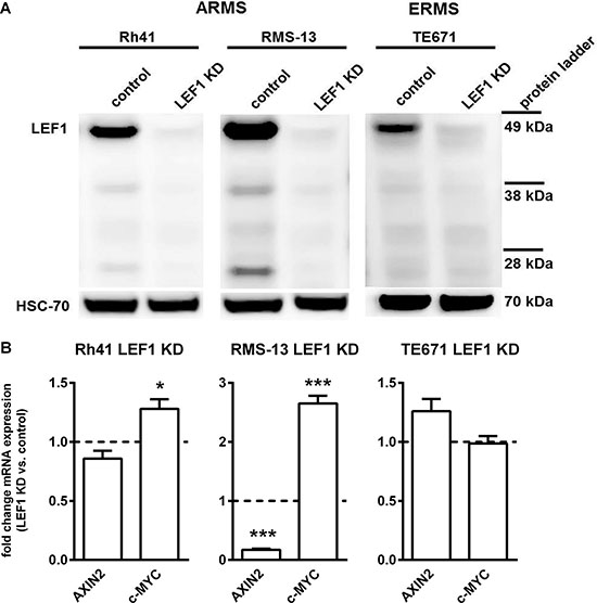 Generation of stable LEF1 knockdown (LEF1 KD) RMS cell lines and expression analysis of WNT target genes.