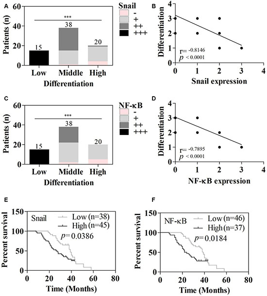 Relations between differentiation, survival, and Snail and NF-&#x03BA;B expression.