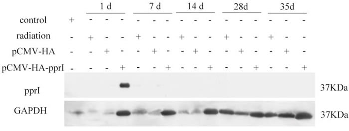 The expression of PprI in the muscle of mice in control group, radiation group, pCMV-HA transfection group, or pCMV-HA-