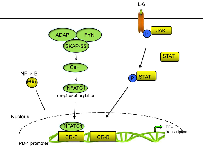 The main signal pathways of PD-1 transcriptional regulation.