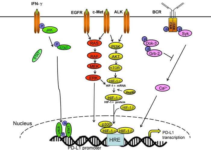 The main signal pathways of PD-L1 transcriptional regulation.