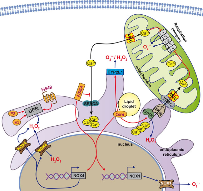 Cellular sources of reactive oxygen species in HCV-infected cells.