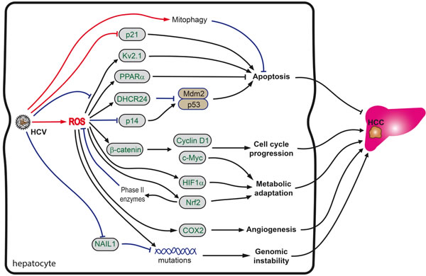 Role of oxidative stress in HCV-induced hepatocarcinogenesis.