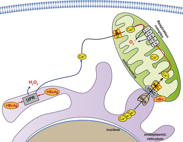 Mitochondria as key organelle in HBV-induced hepatocarcinogenesis.