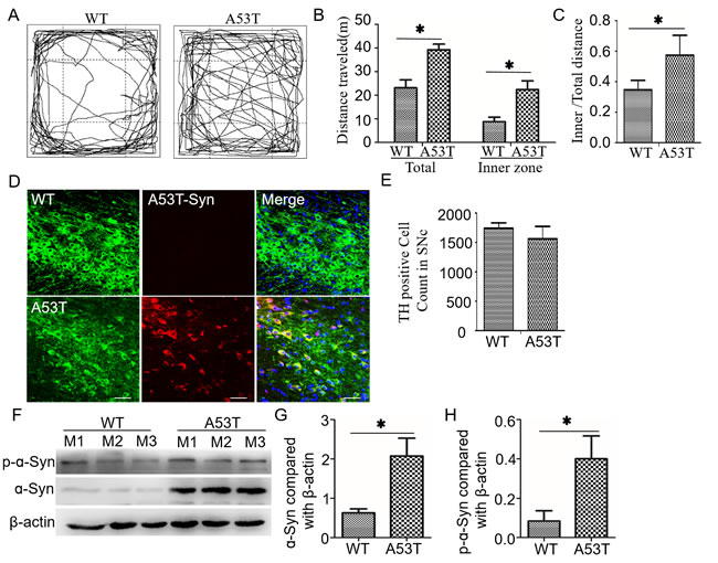 A53T mice show increased movement, decreased dopaminenergic neurons and increased &#x3b1;-synuclein aggregation in the midbrain.
