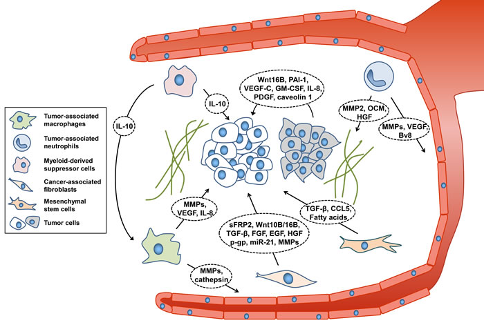Components of tumor microenvironment affecting therapeutic resistance.