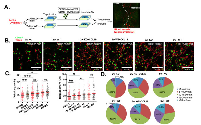The reduced motility of CD4SP thymocytes within the thymic tissue of neonatal