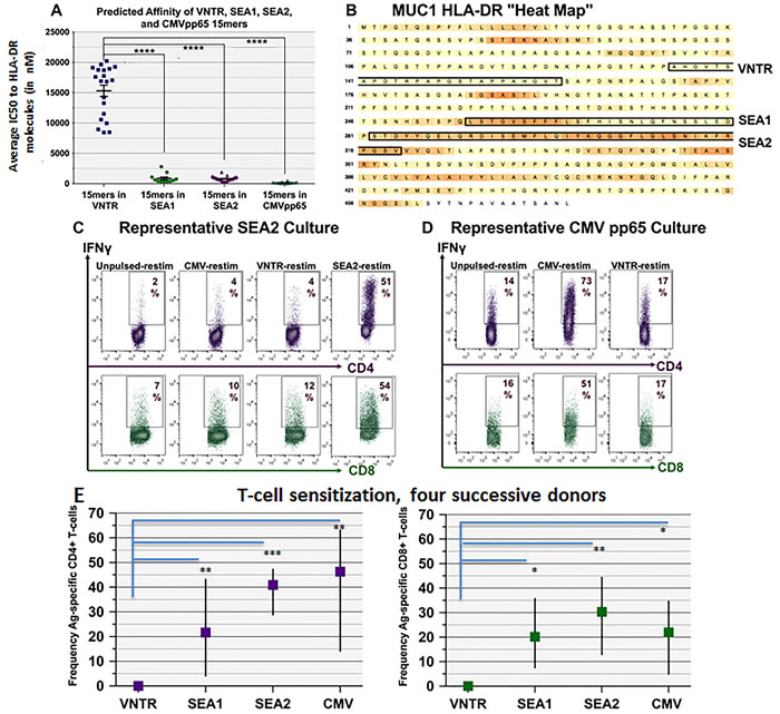 CD4+ and CD8+ natural T-cells recognizing MUC1- and CMV-associated peptide sequences can be reliably propagated even from non-vaccinated PBMC donors.