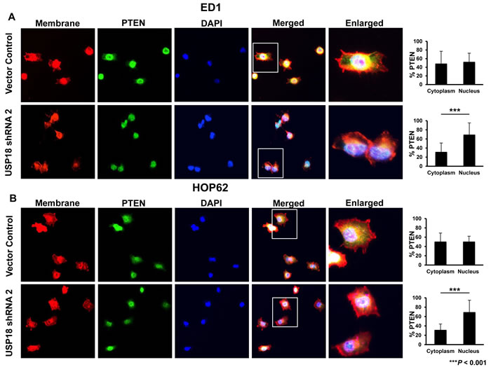 Loss of USP18 expression decreased cytoplasmic PTEN protein.