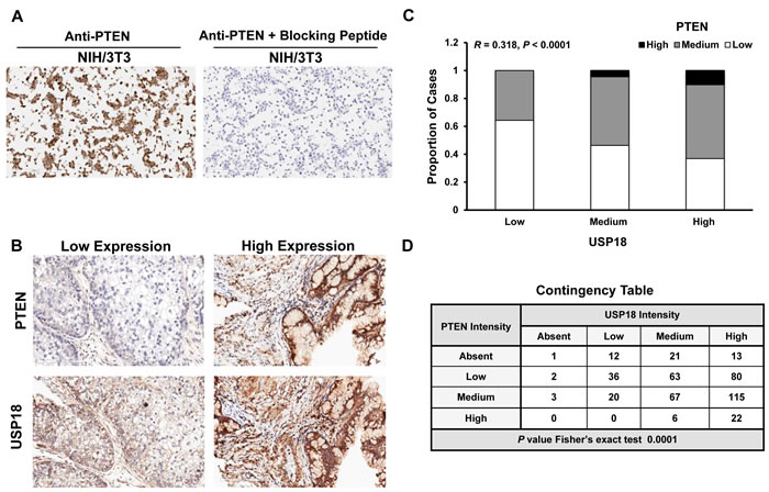 PTEN and USP18 expression profiles are associated in human lung cancers.
