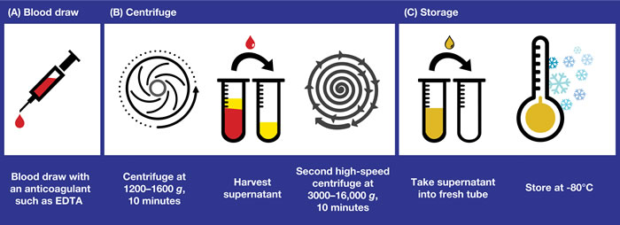 Obtaining plasma samples for ctDNA analysis: recommended workflow for plasma collection, processing, and storage.