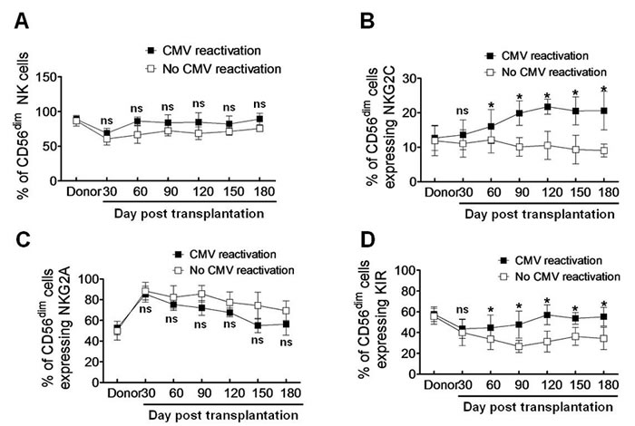 CMV reactivation induces a mature phenotype of NK cells (CD56